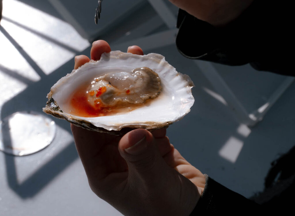 Photo of Native Angasi Oyster Tour